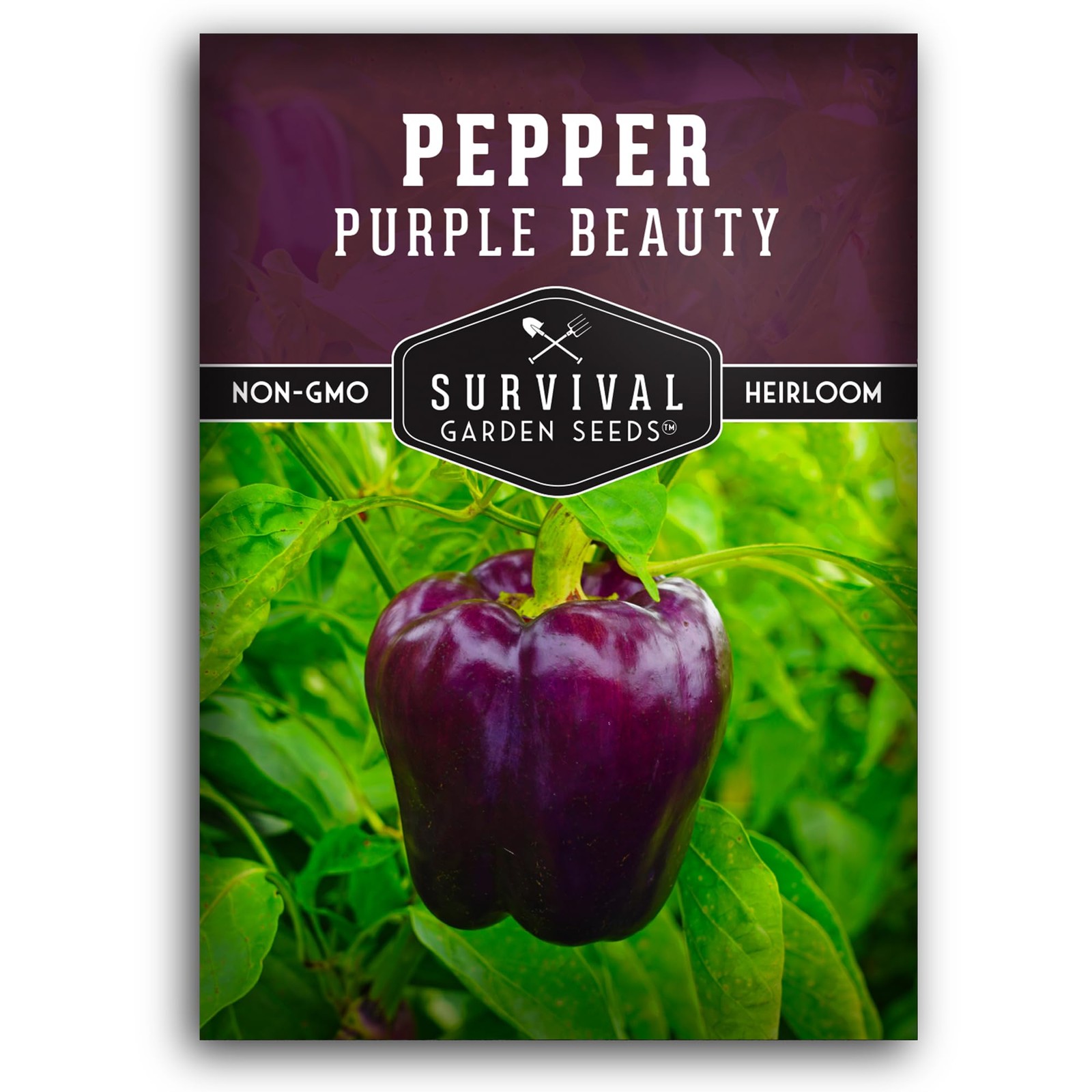 Purple Beauty Bell Pepper Seeds for Planting | Heirloom Sweet