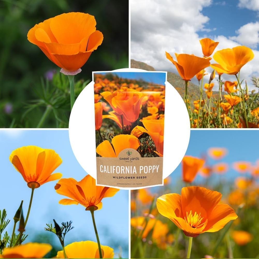 California Orange Poppy Wildflower Seeds – Bulk 1/4 Pound Bag – Over 80000