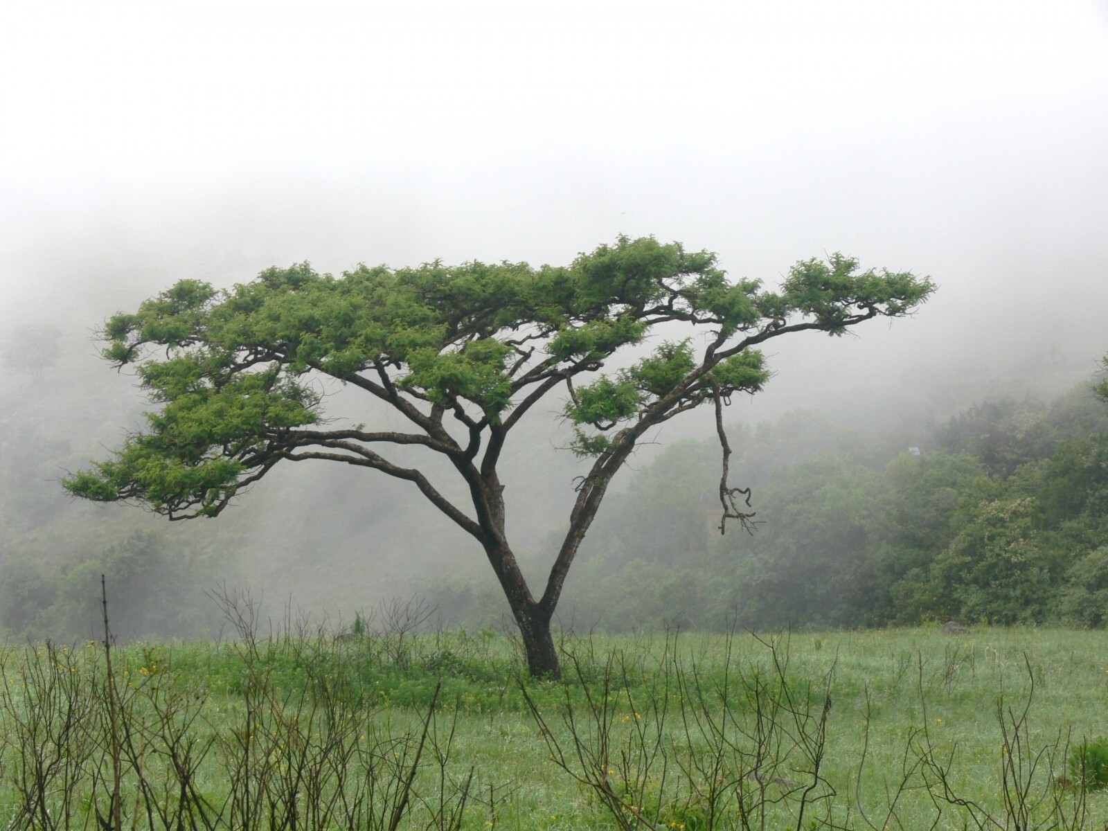 10 SEEDS -Umbrella Thorn Tree Seed -See Description -Acacia planifrons Seed Pack