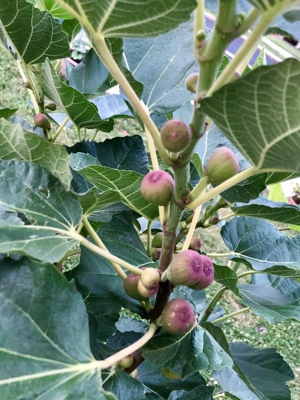 3 Violette de Bordeaux Fig Tree Ficus carica Starter Plug