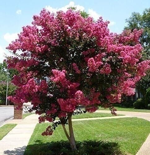 Crape Myrtle Raspberry Sundae | 2 Inch | Lagerstroemia indica | Summer Blooms