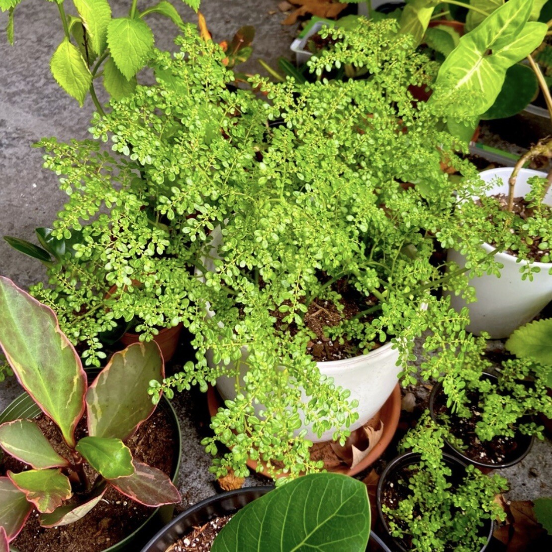 Pilea Microphylla Artillery Fern Rock Weed Live Plant UNROOTED CUTTING