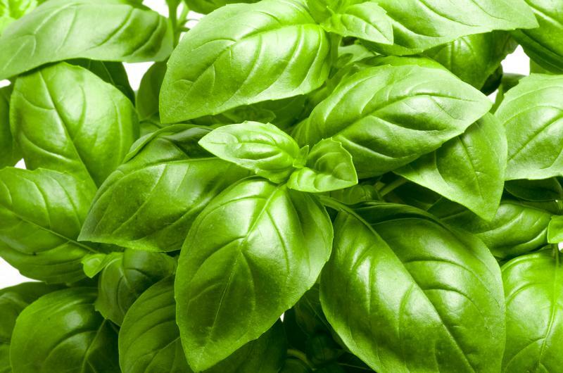 Large Leaf Basil Seeds | Non-GMO Heirloom Herb Vegetable Garden Seeds