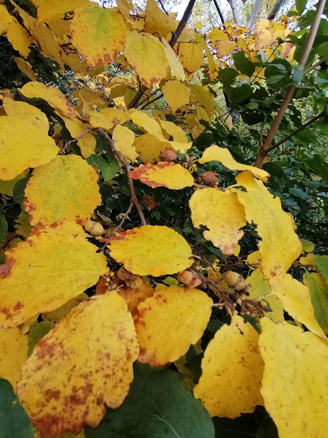 Winterbloom Witch-Hazel Small Tree 5 Seeds – Hamamelis virginiana Ontario Native