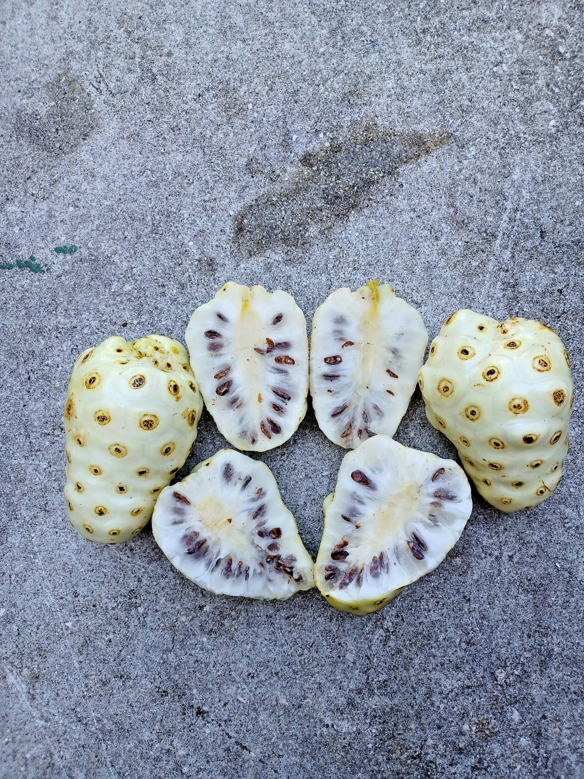 25 Noni Seeds, Morinda citrifolia (Gathered 2025)