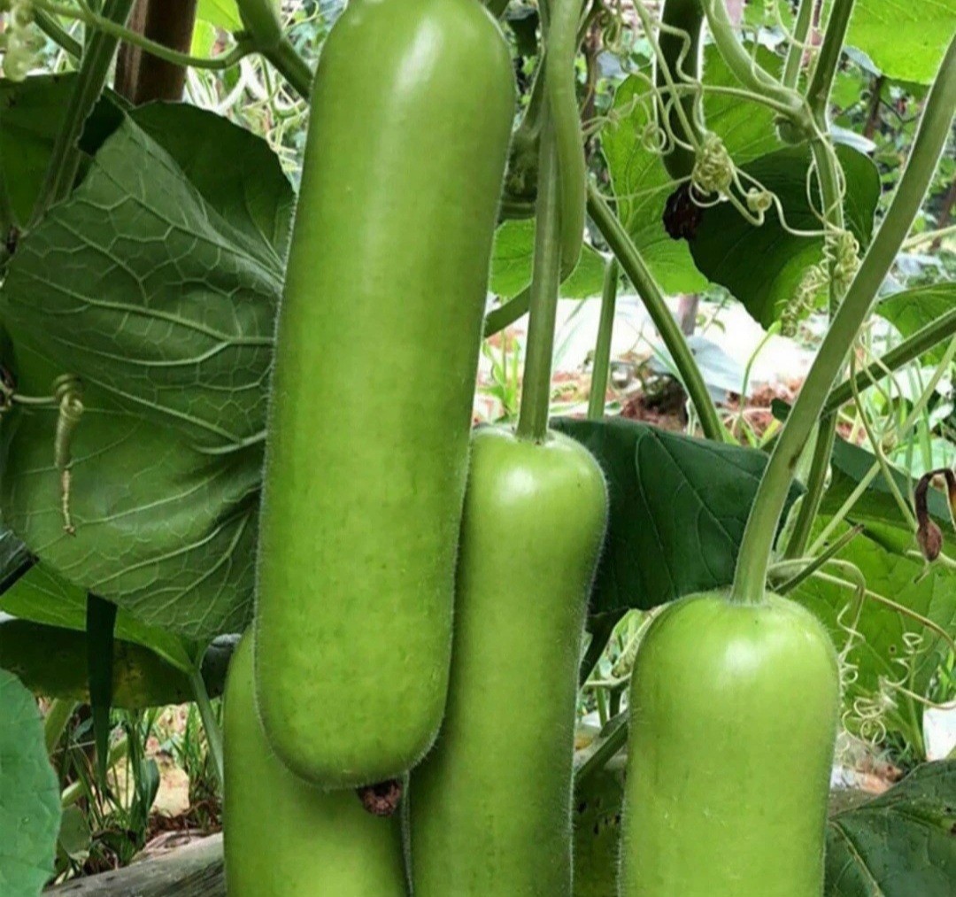 6 type of Seeds. Butternut squash, okra, Malabar Spinach,Kabocha, seminole gourd