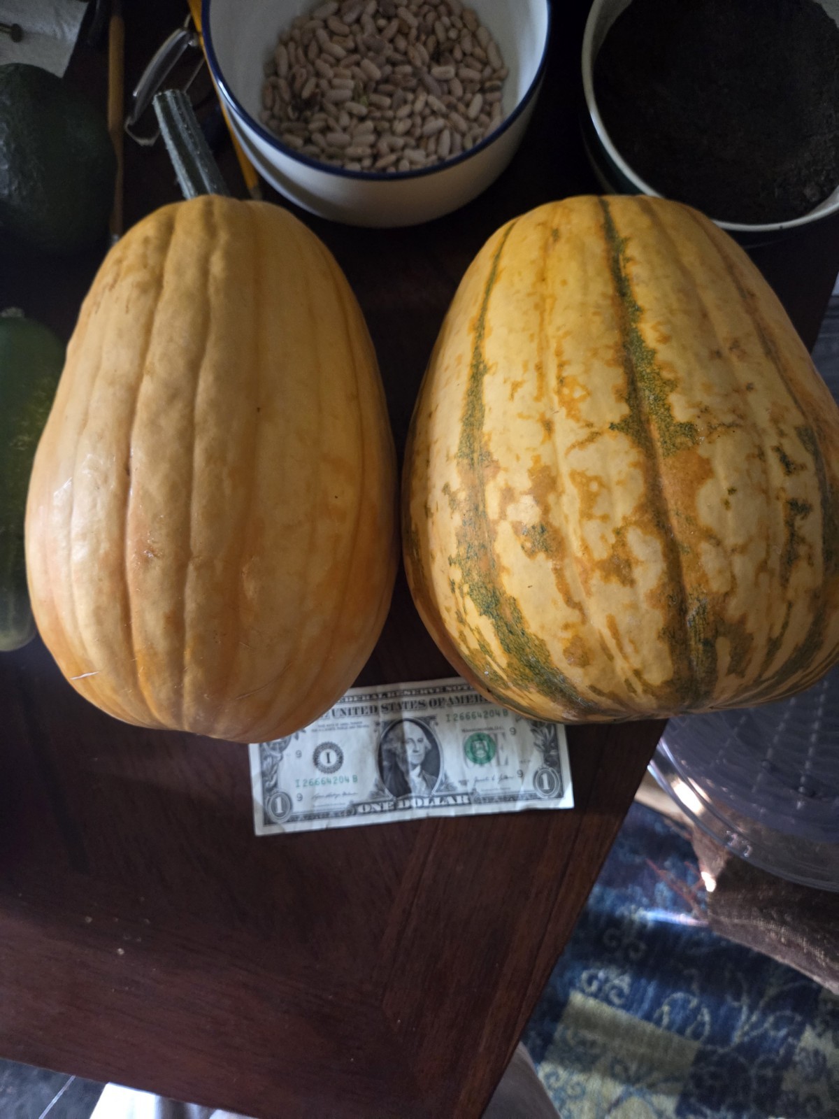 Big Delicata Squash Seeds, Squamkins. For 2026.