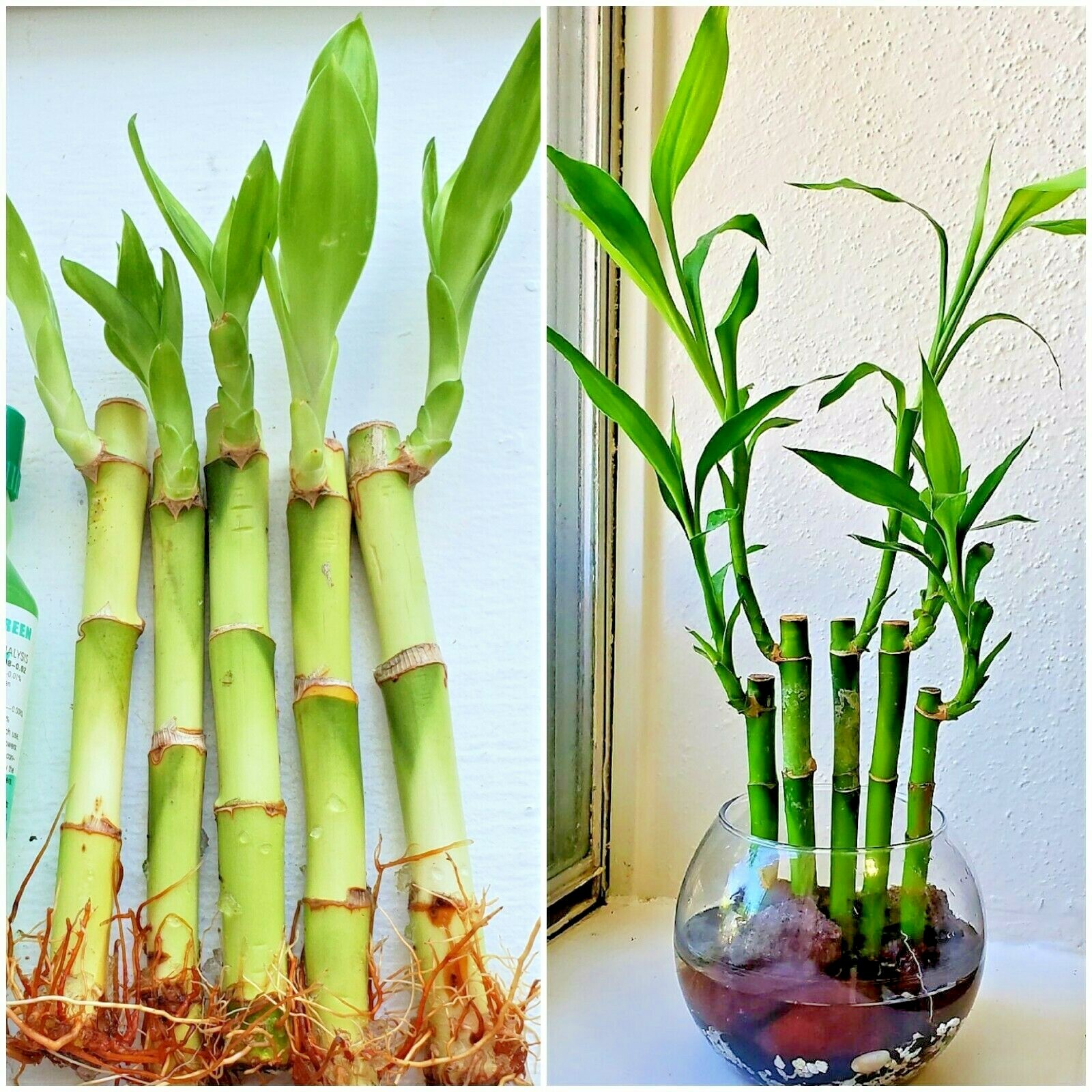 Lucky Bamboo 30 Plants – 4″ 6″ 8″ wholesale, 10 Plants each size, Free Gold Wire