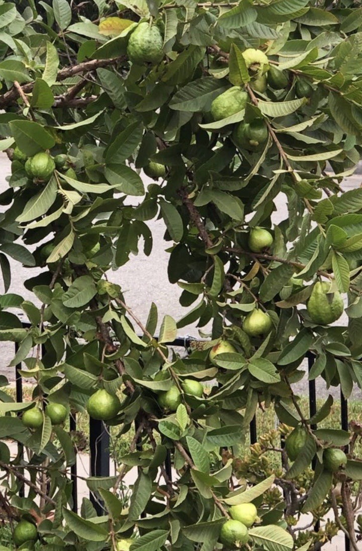 Guava Tree With Pot 10” White Tropical Live Plant Seedling Ready To Plant