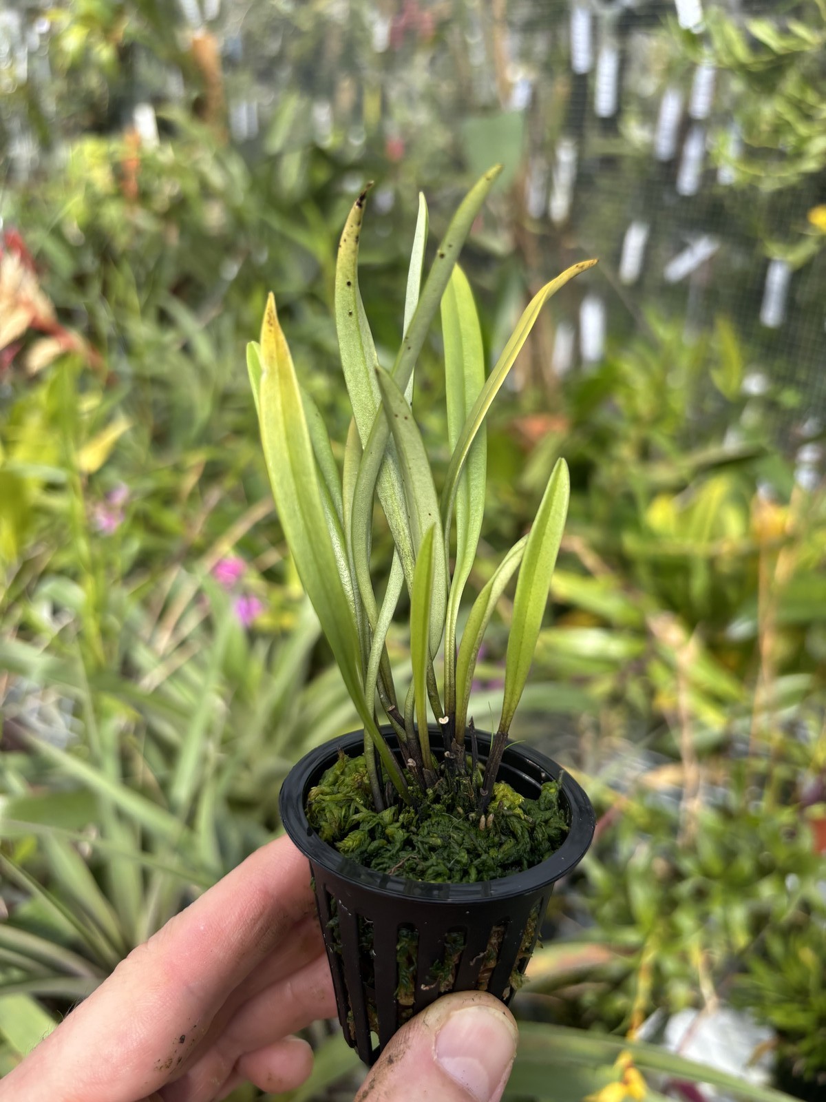 Masdevallia lamprotyria FRAGRANT miniature orchid species bloom size