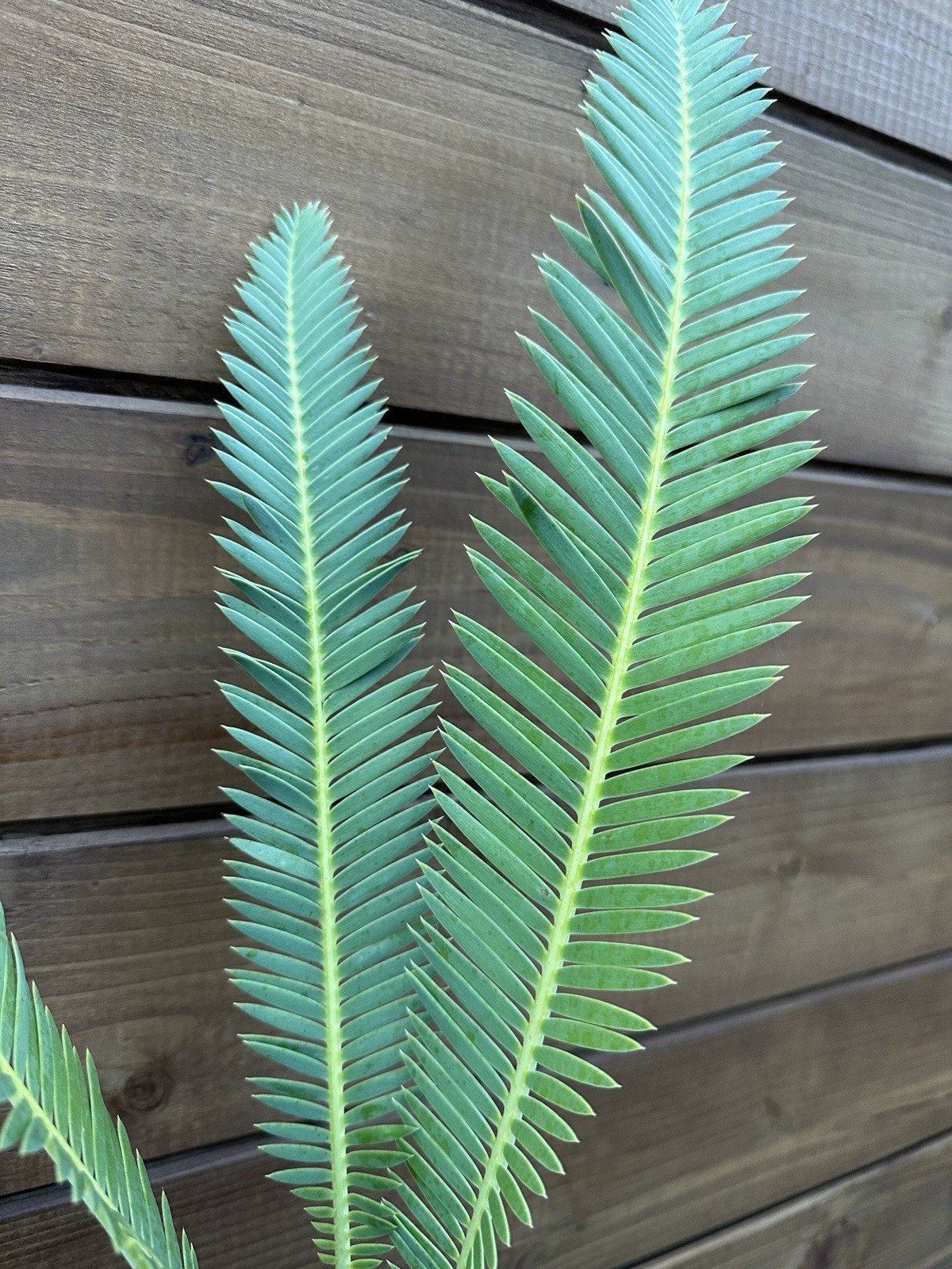 Dioon edule 3” Caudex – Hardy Mexican Cycad with Graceful Leaflets – Live Plant