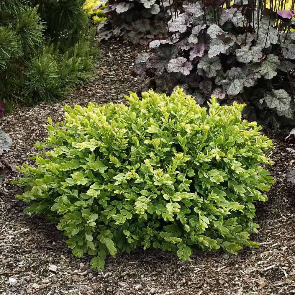 Green Velvet Boxwood Shrub (1 Gal.)
