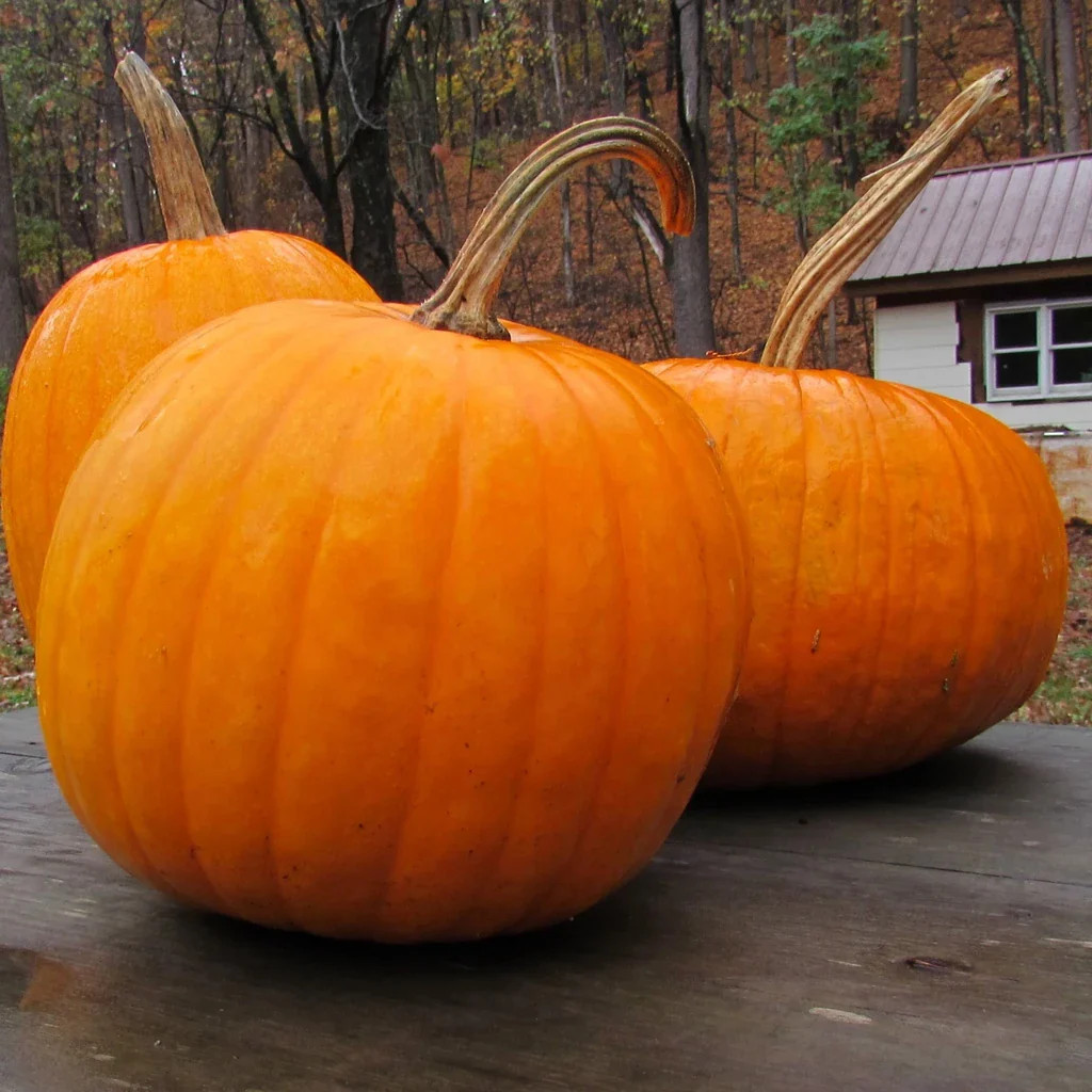 Connecticut Field Pumpkin Seeds | Patch Pumpkins Fall Garden Squash Seed 2023