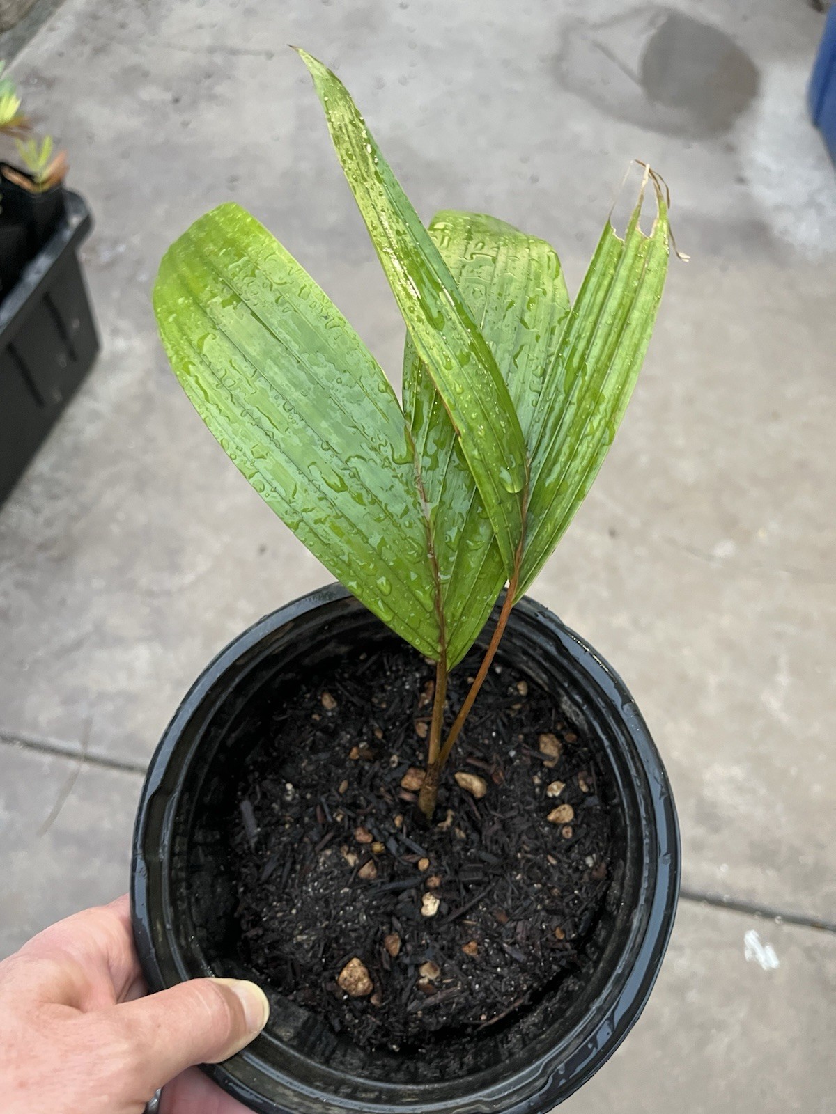 Chambeyronia Macrocarpa Hookeri BLONDE FLAME THROWER Live Palm Tree 1Gallon Size