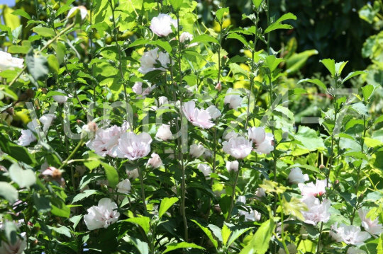 (5) Rose-of-Sharon ~Blushing Bride~ Pink Stem Branches/Cuttings Bush/Shrub/Tree