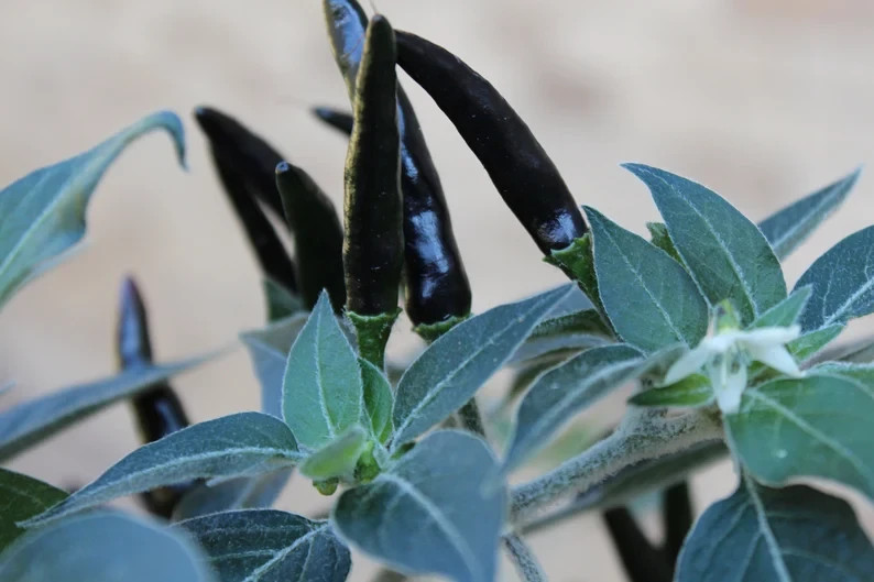 40 Seeds of Hot Black Cobra Chili Pepper – Harvested 2025 – US Grower