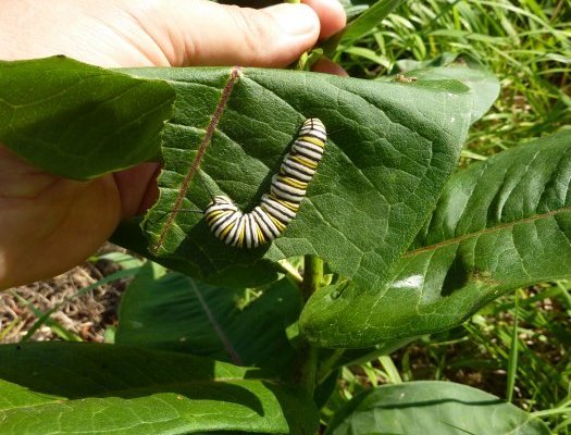 Common Milkweed 2000 seeds Asclepias syriaca native wildflower Monarchs