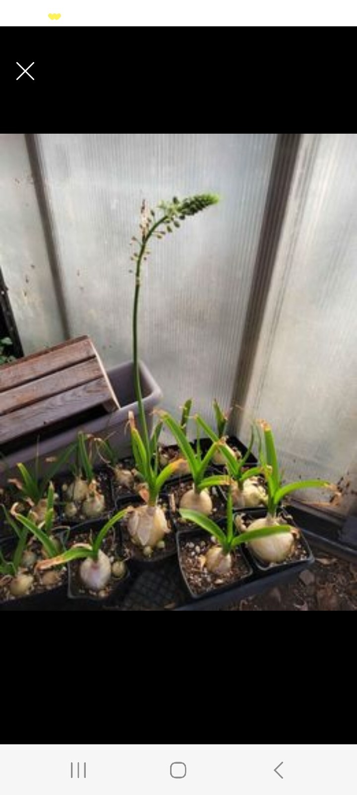 Albuca bracteata Succulent Pregnant Onion Sea Onion Lily Live Plant Houseplant