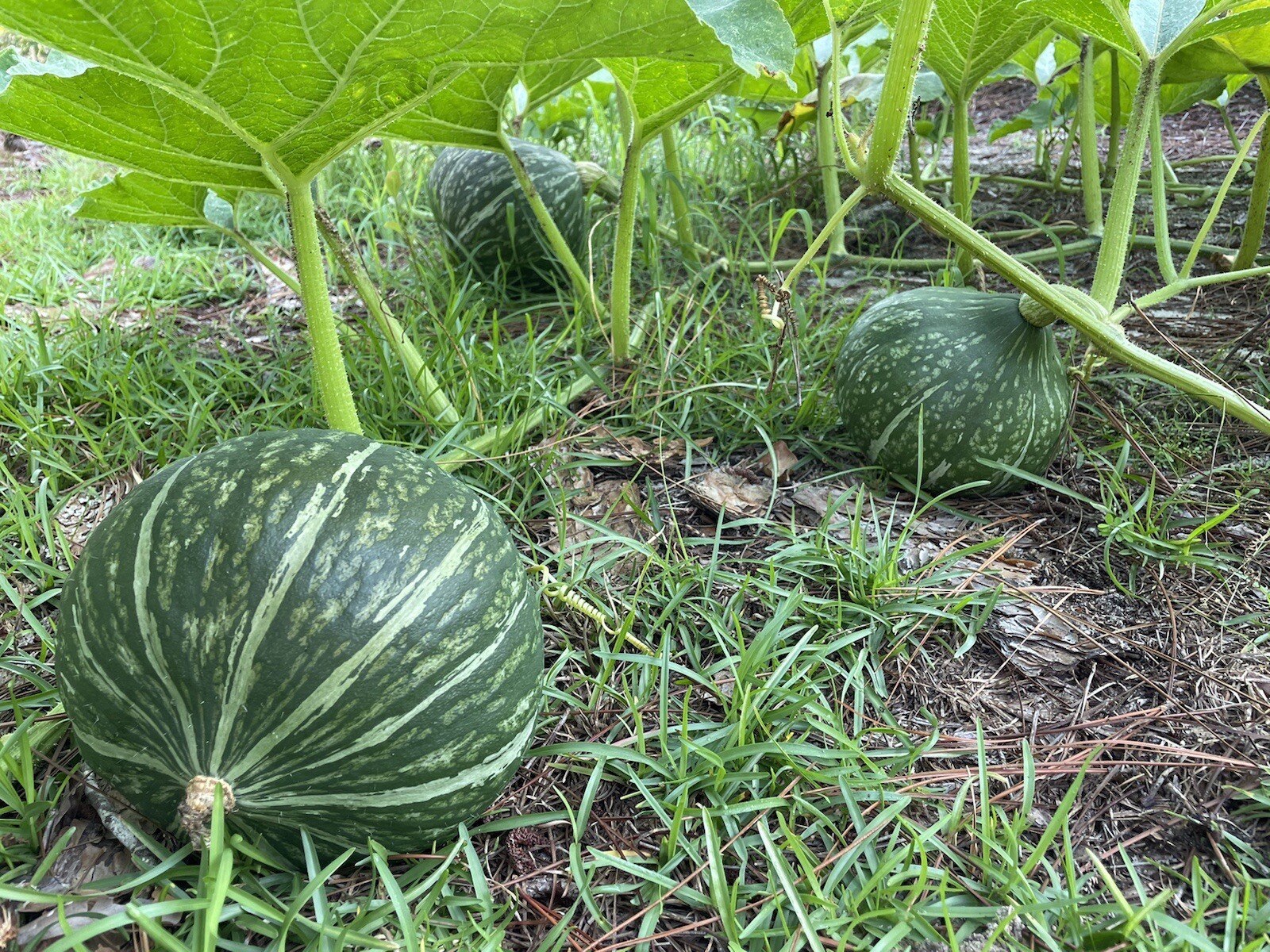 15 Lakota Squash   Japanese Kuri  Pumpkin  Squash  Seeds 2022 fall fresh seeds