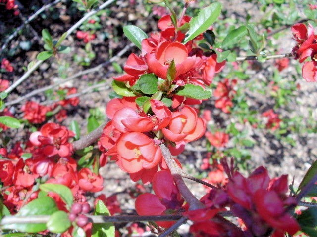 15 KNAP HILL SCARLET JAPANESE QUINCE SEEDS – Chaenomeles speciosa