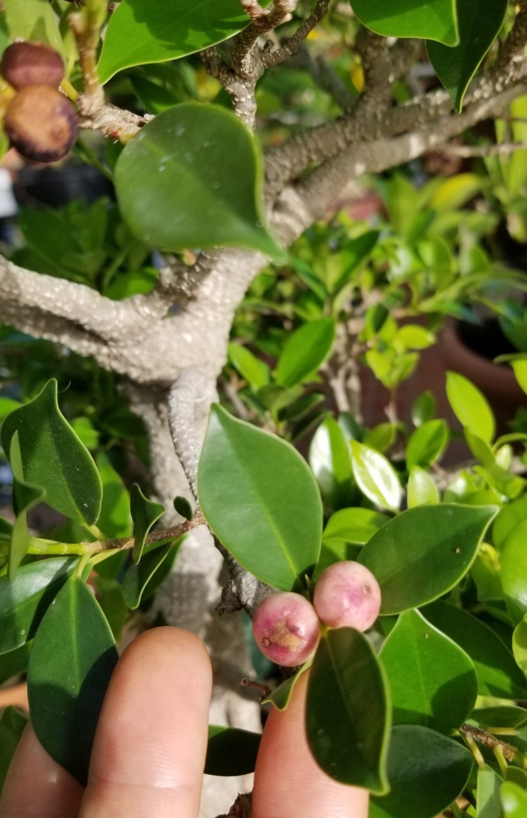 100+ Tiger Bark Ficus Seeds | Rare Exotic Bonsai & Indoor Plant Seeds