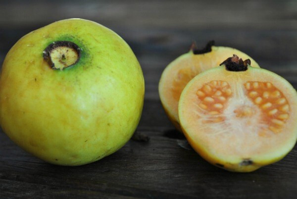 50+ White Indian Guava Seeds for Garden Planting – USA – FREE SHIPPING!
