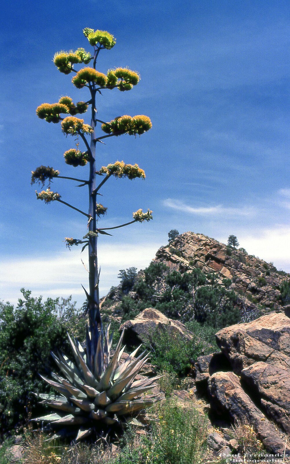 Agave Americana Blue Century Plant Pup Sprout for sale. Grows Huge!!!!
