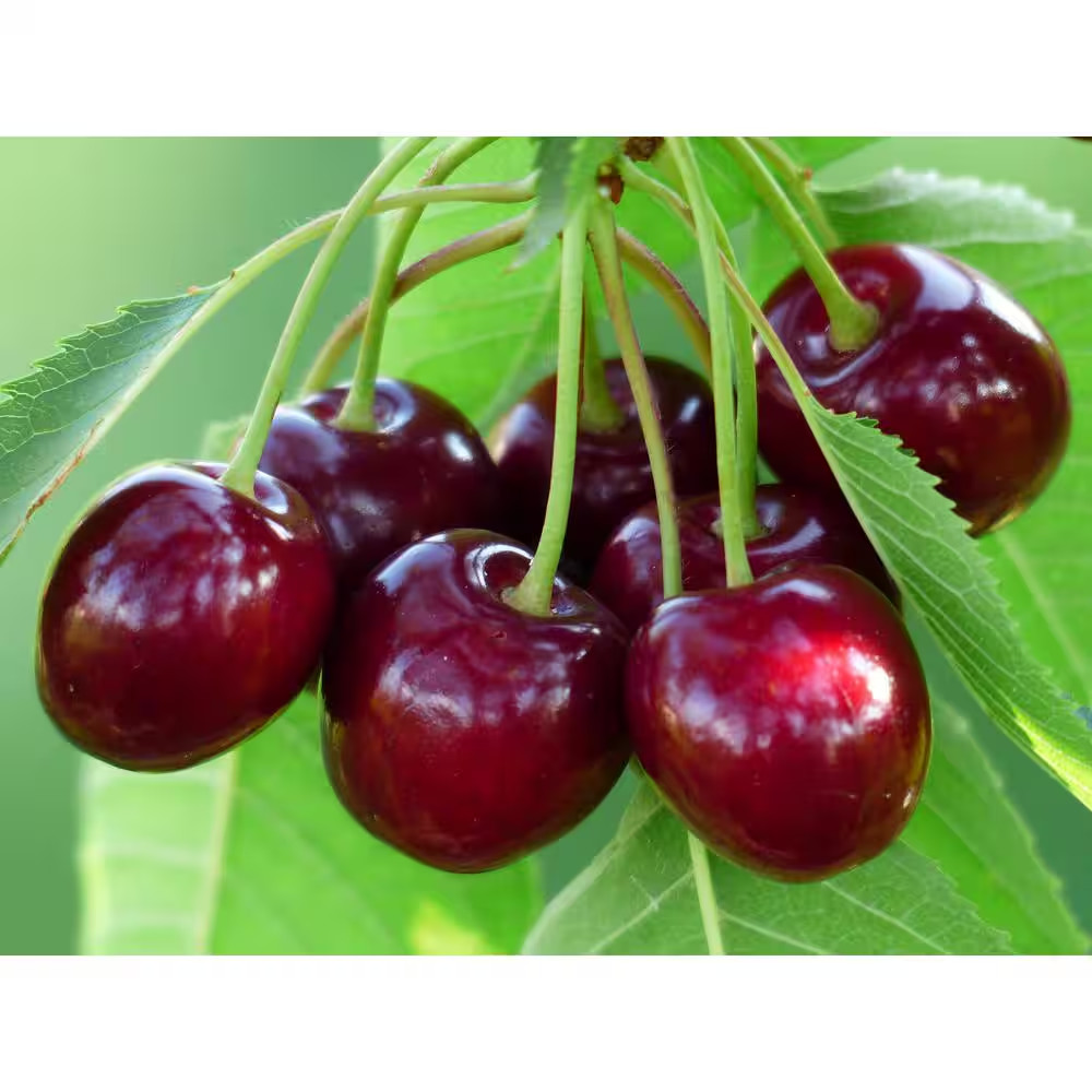 4-In-1 Cherry Jubilee Tree Bare Root