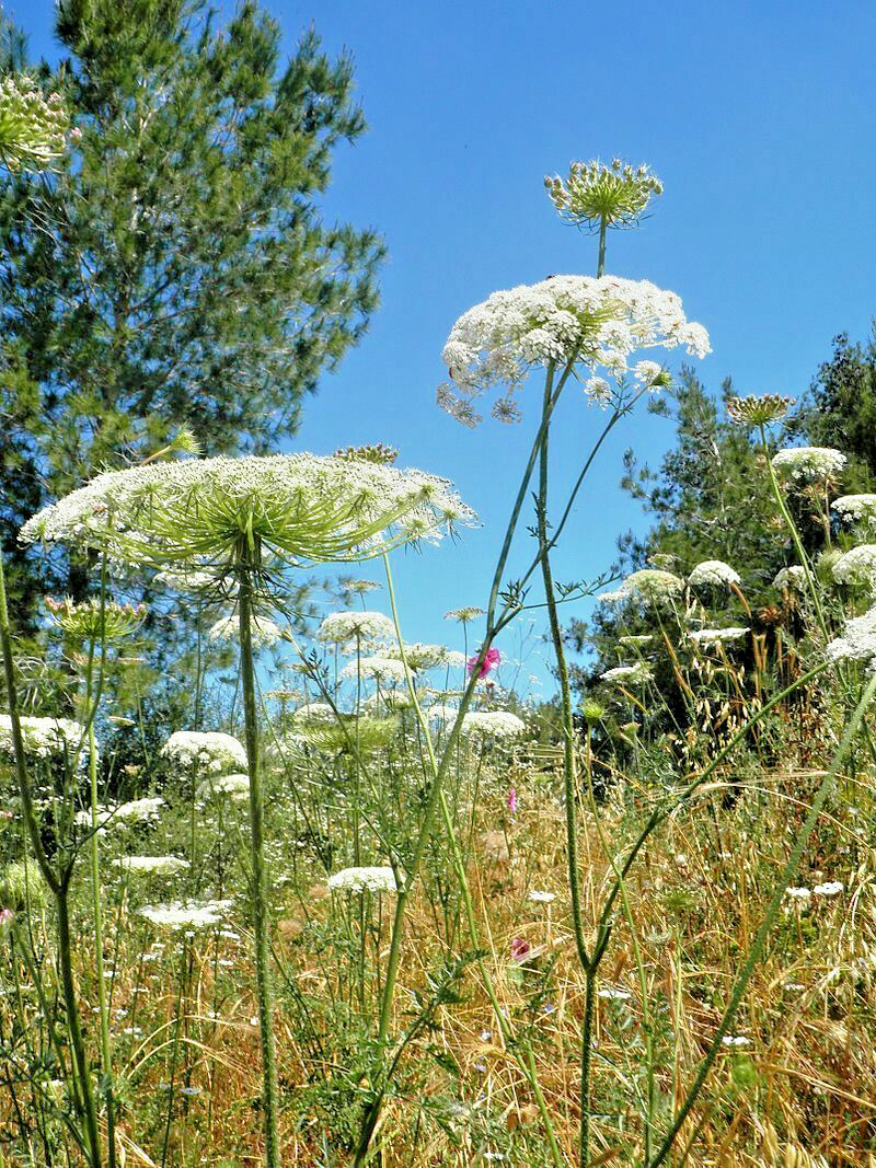 BULK, QUEEN ANNS LACE 10,000 SEEDS, DAUCUS CAROTA, WILD CARROT, HARDY