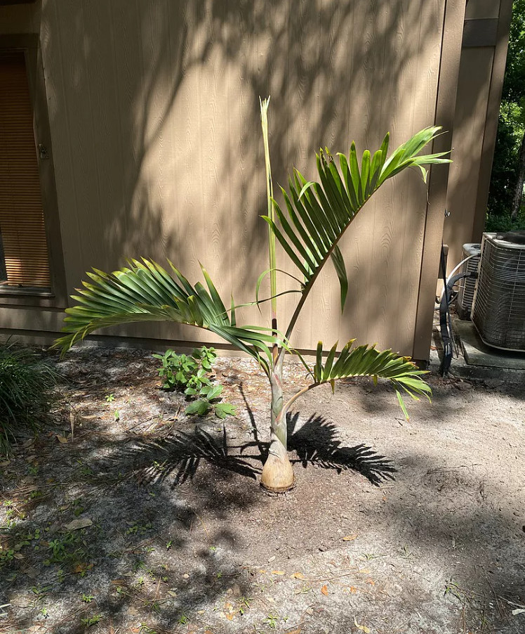 Live Bottle Palm (Single) Plant – 3 Gal – Tropical Ornamental Palm