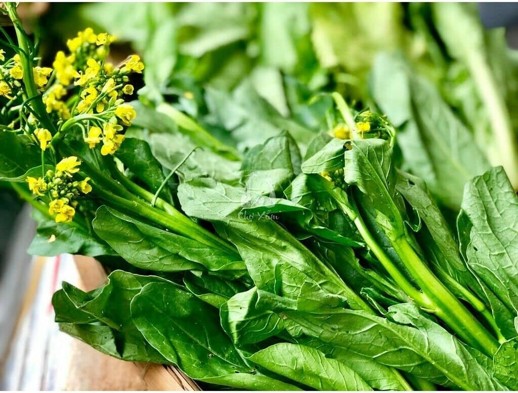 2000+ Seeds Brassica Juncea Choy Sum Mustard Yu Choy Sum Seeds, USA Chinese Broc