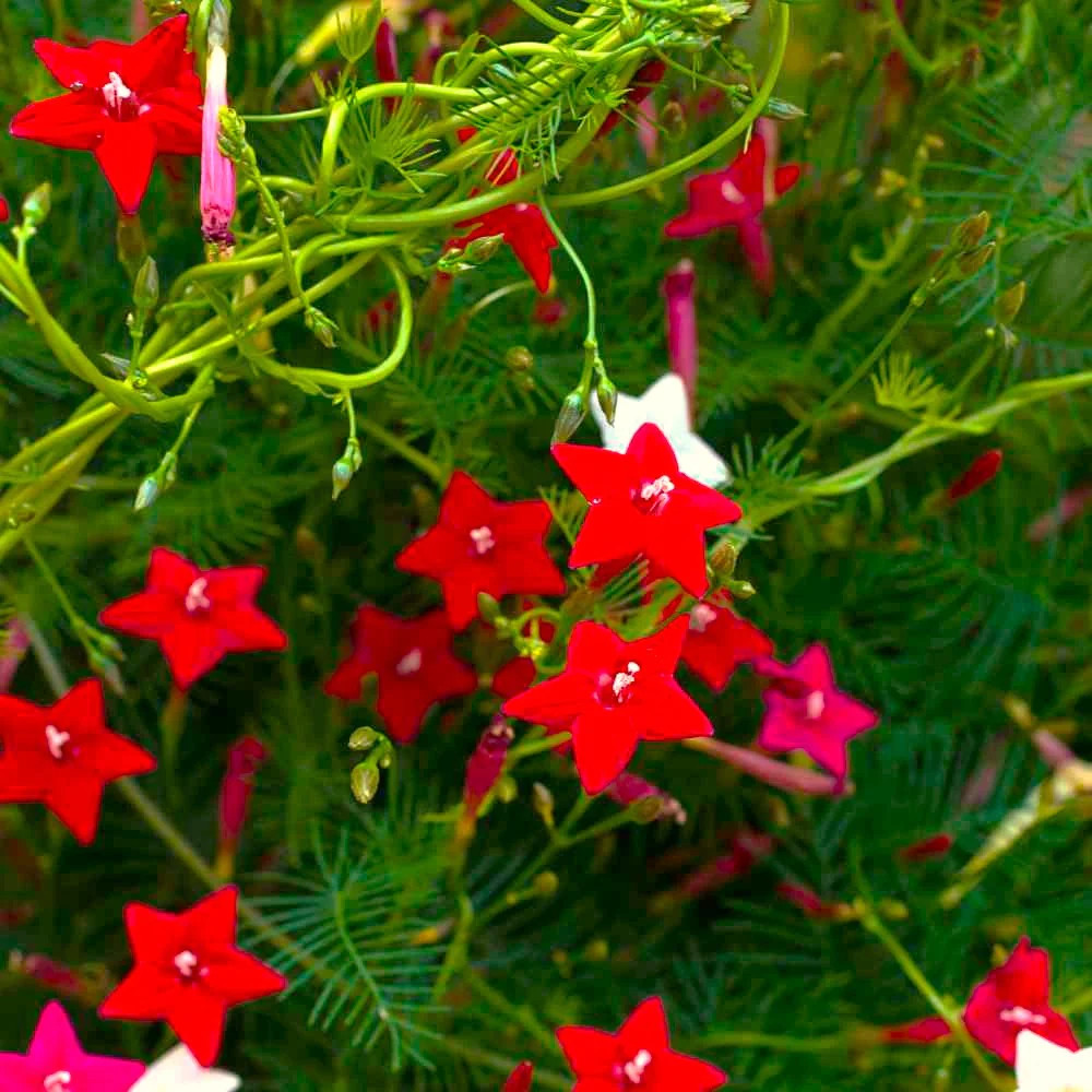 Mixed Colors Cypress Vine Seeds – For 2025 Planting Ipomoea Quamoclit Cardinal