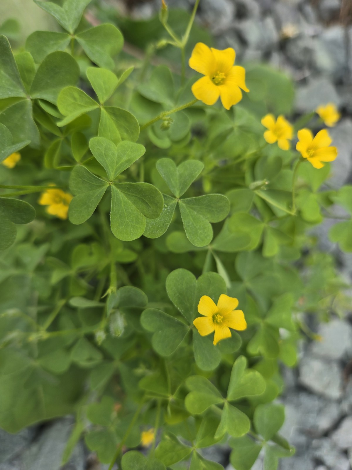Live Common Yellow Woodsorrel (Oxalis Stricta)Bare Root Plant”Lemon Clover” Herb
