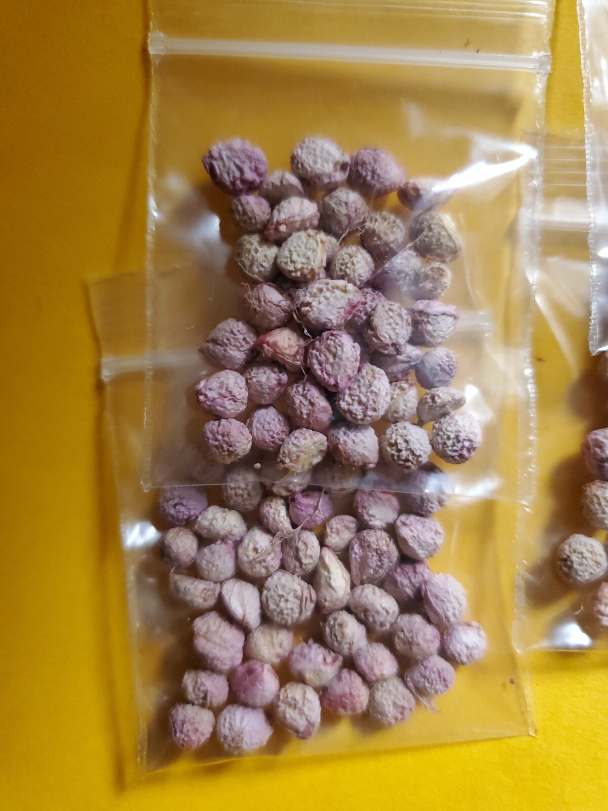 FALSA Fertile Fruits seeds as Known Pakistani Berry 40 seeds in pack