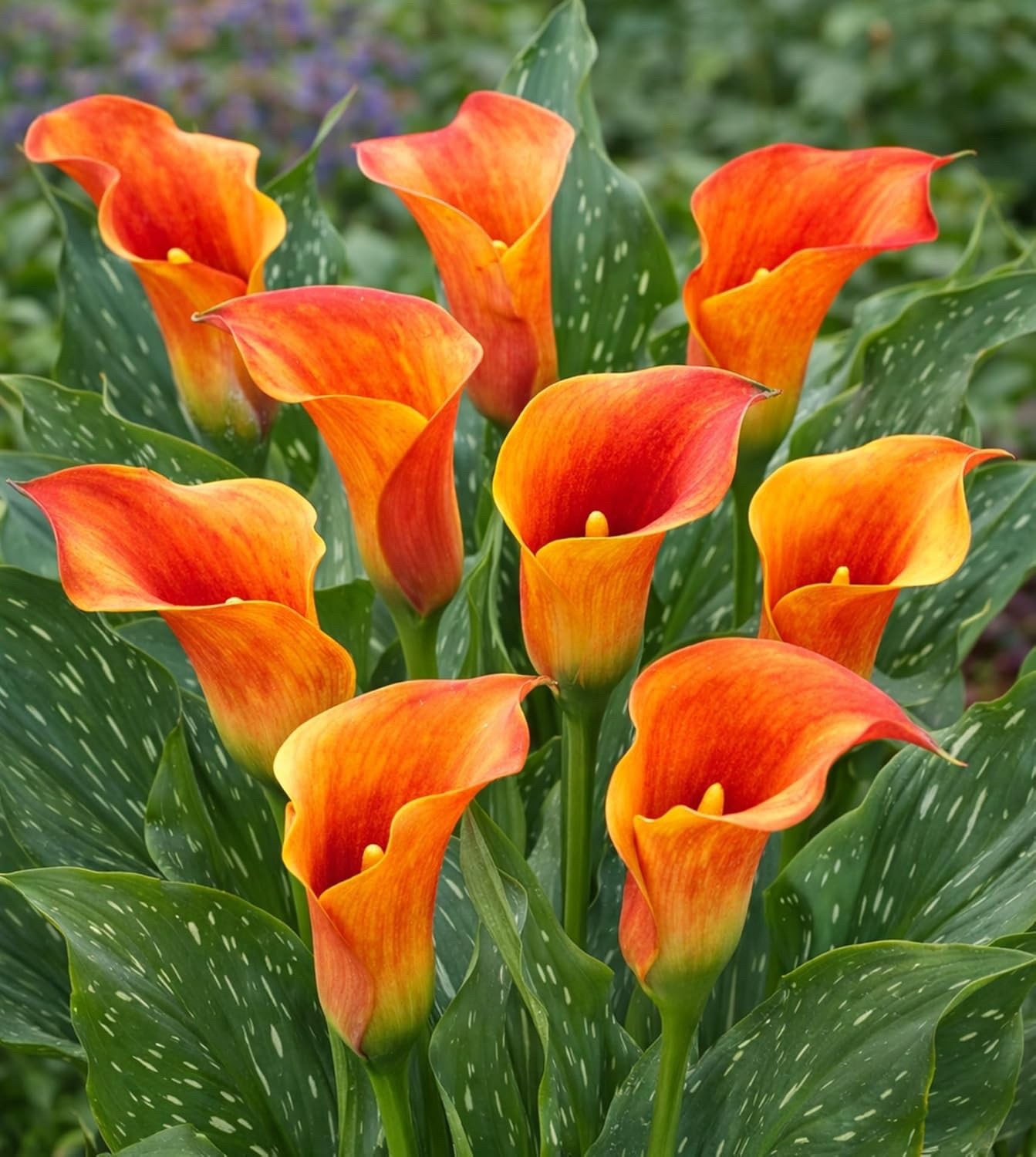Flame Calla Lily Bulbs – Fiery Orange & Red Bicolor Blooms- Cut Flowers(3 Bulbs)