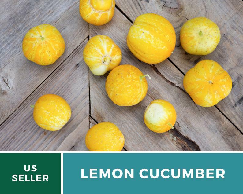 Cucumber, Lemon – 30 Seeds – Heirloom – GMO Free (Cucumis sativus)