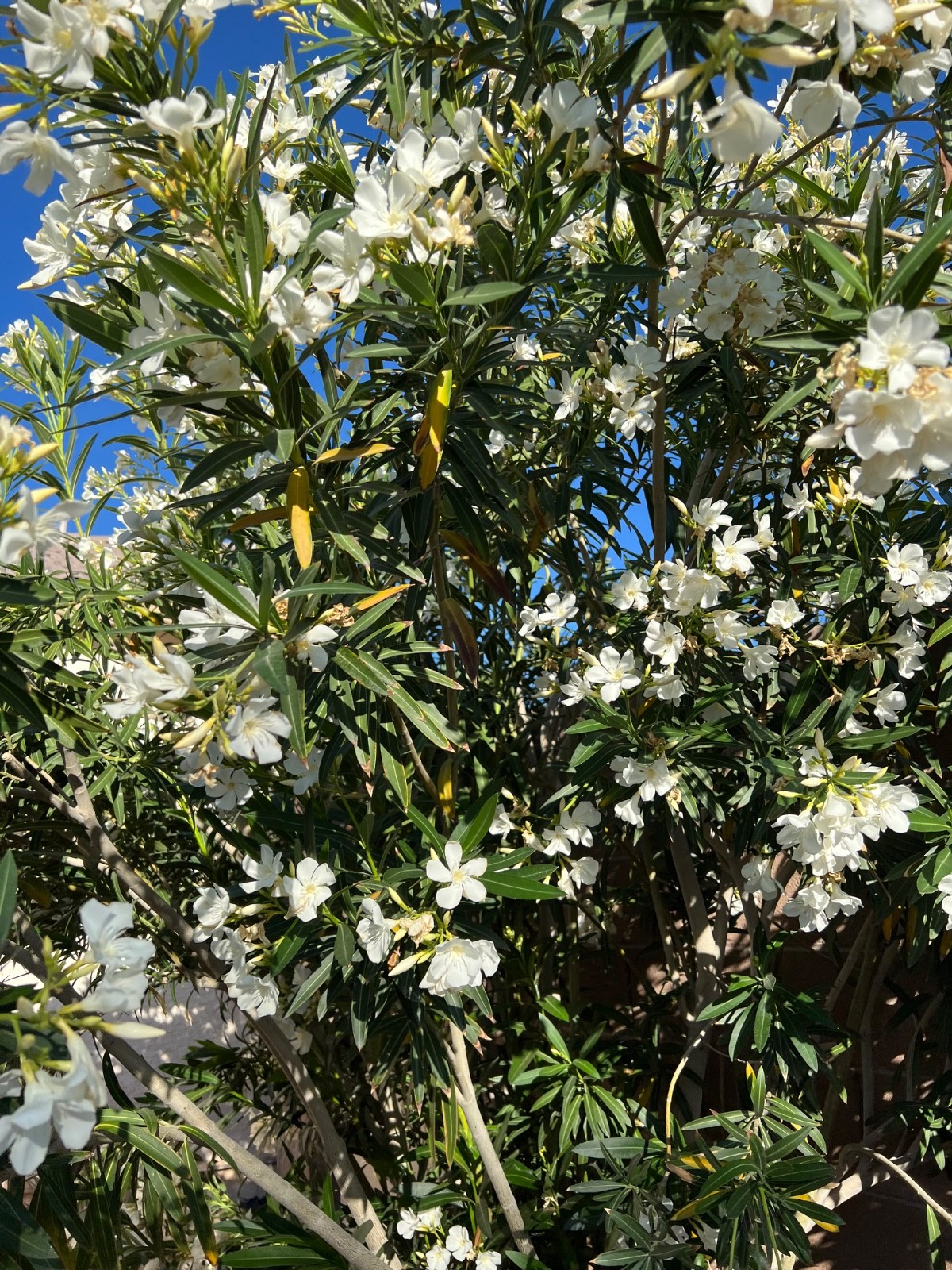 Oleander ‘WHITE’ – 10 live plant cuttings – NO ROOTS or POT -SUPER RARE