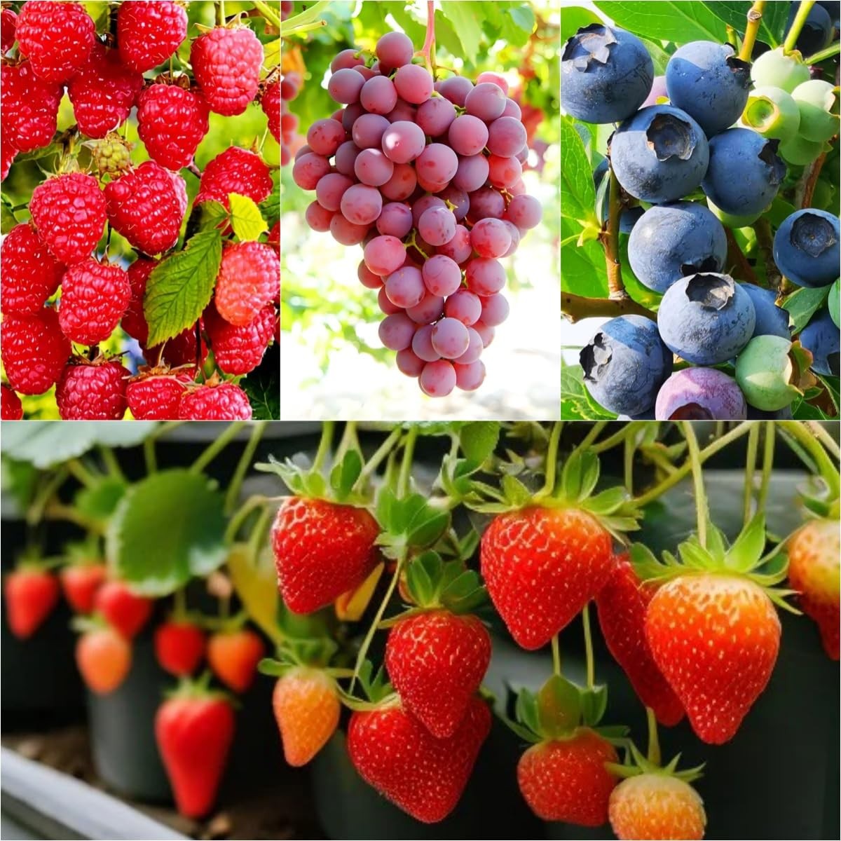 1700 Pieces Mixed Fruit Seeds for Garden Planting, 4 Varieties – Strawberry, …