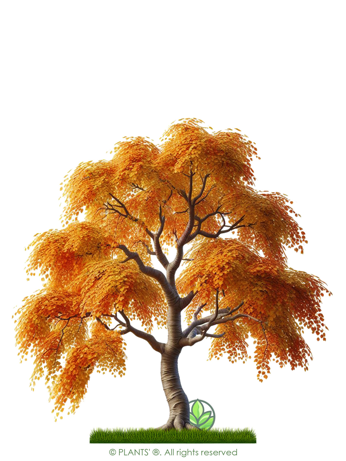 Japanese Cherry Tree | Premium Seeds | Prunus serrulata Spontanea Fall | Plants’