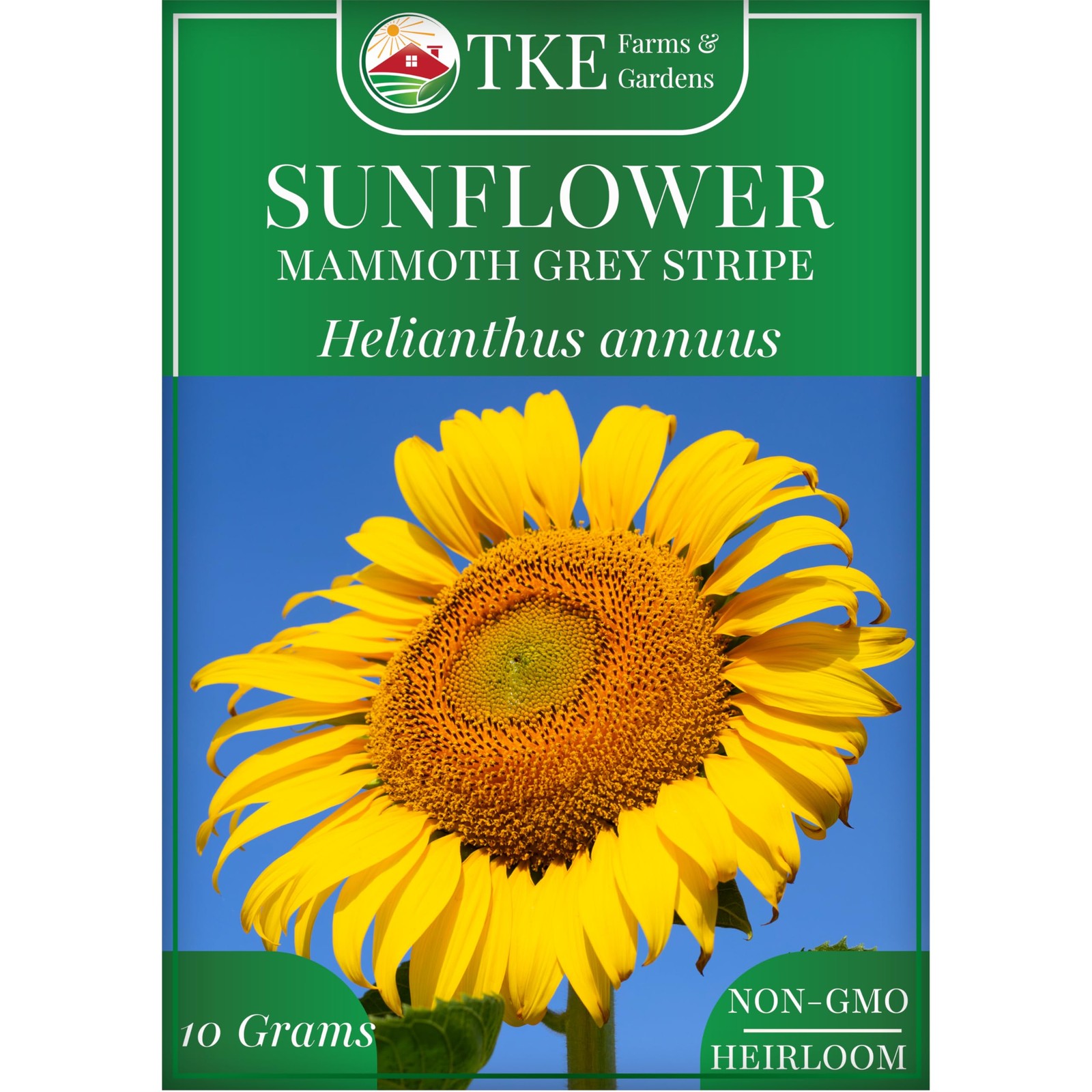 TKE Farms & Gardens – Mammoth Sunflower Seeds for Planting, 100+ Yellow