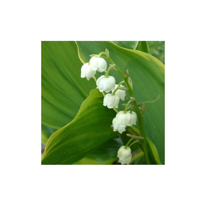 Convallaria majalis Hardwick Hall 5.25″ Pot Perennial Shade Ground Cover