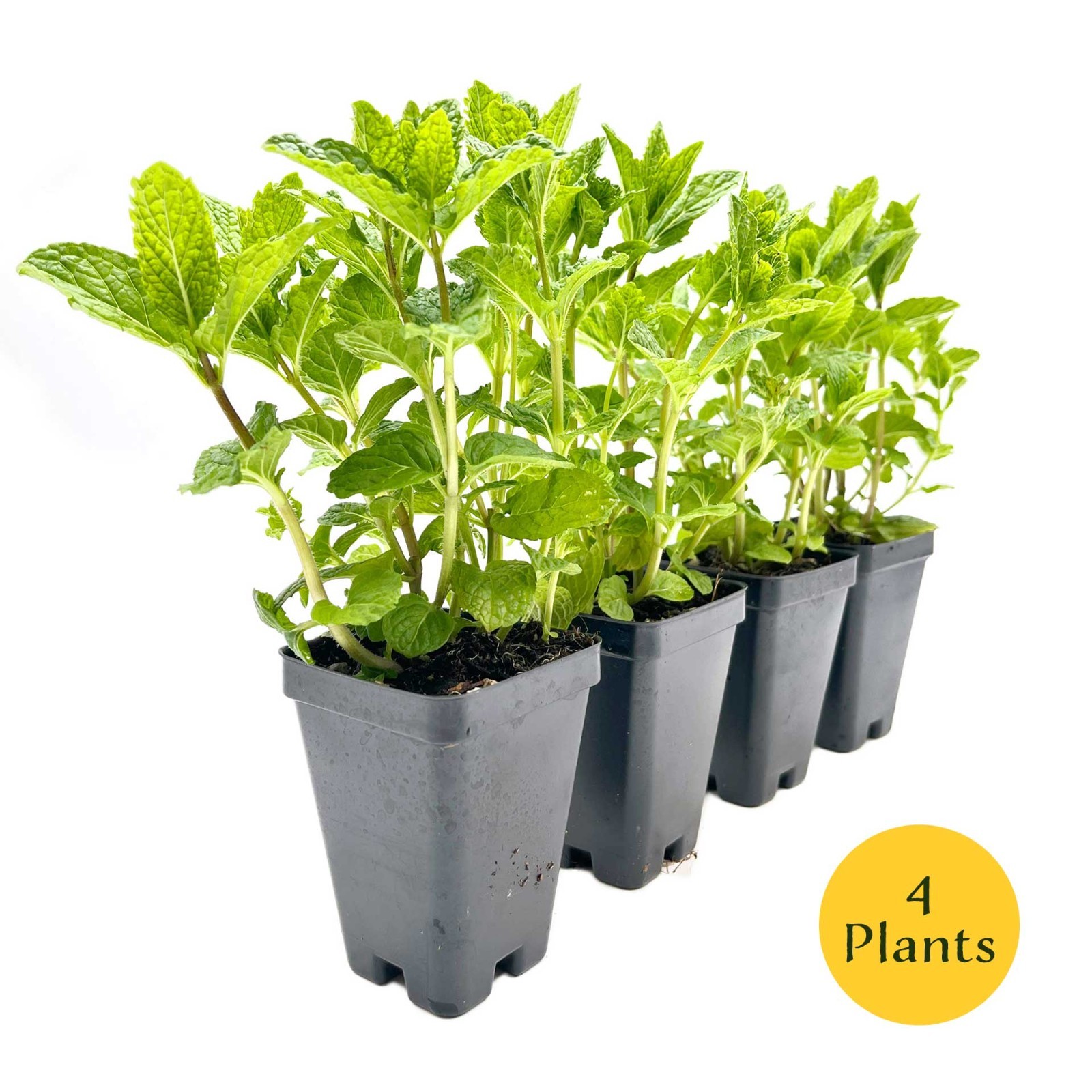 3 Spearmint Plants (Mentha spicata) Fragrant, Edible Culinary Herb for Gardens