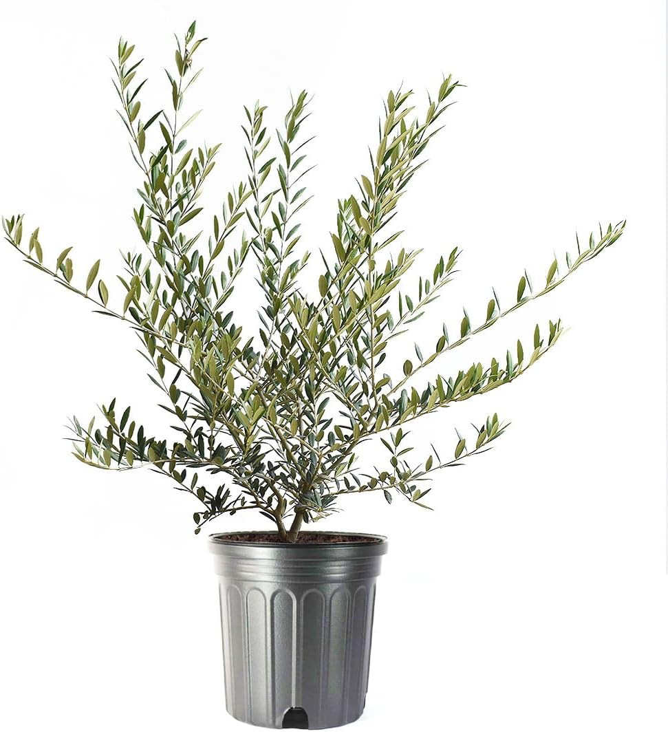 Live Olive Tree, Arbequina – Real Fruiting, Edible Indoor/Outdoor Houseplant – 8