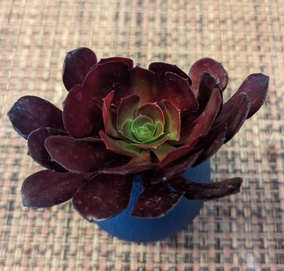 QUARTET (= A SET OF 4 DIFFERENT) AEONIUM CUTTINGS – 2″ (= 5 CM) DIAMETER