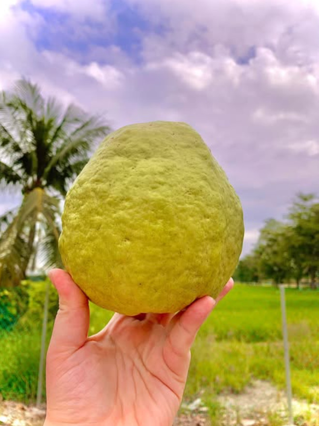 White Guava Live Plant – 8-10″ Tall in 4” Pot – Tropical Fruit Tree