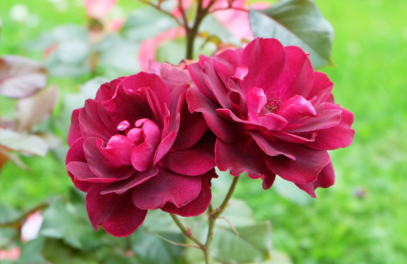 5 BURGUNDY CLIMBING ROSE Red Rosa Bush Vine Climber Fragrant Flower Seeds