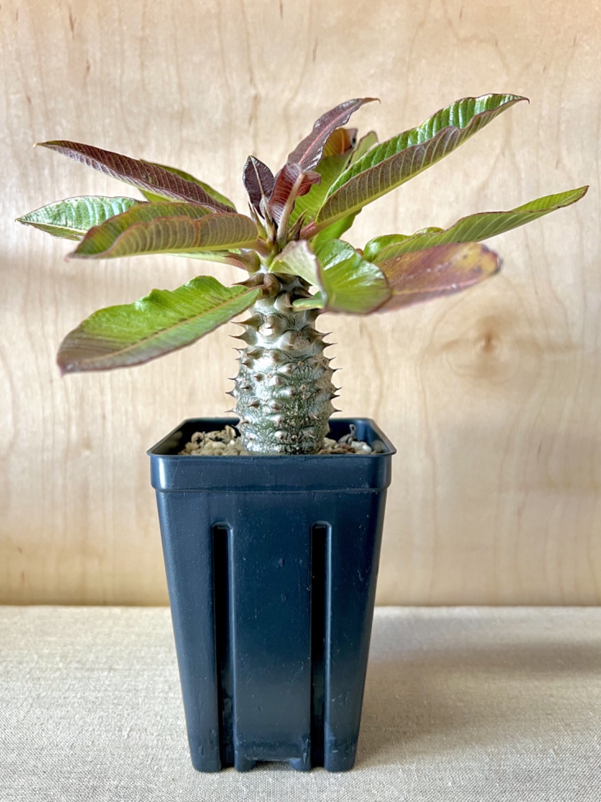 Pachypodium baronii RARE Madagascan caudiciform seedling