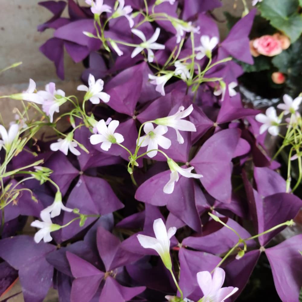 12PCS Purple Shamrocks Bulbs Good Luck Plant Oxalis