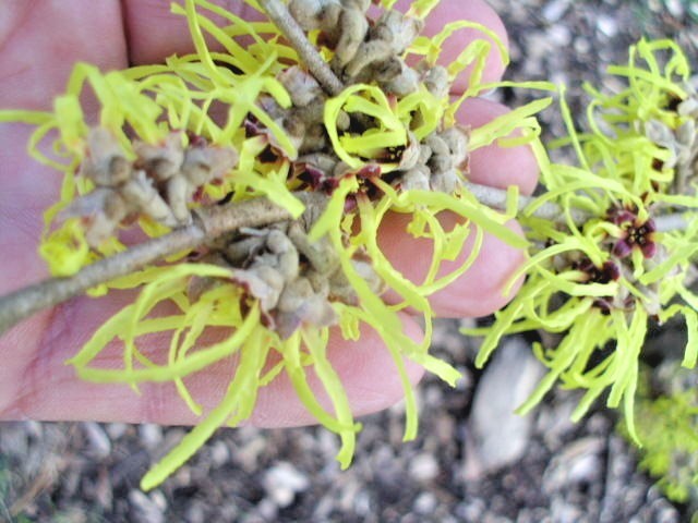 10 PALLIDA WITCH HAZEL SEEDS – Hamamelus mollis “Pallida”
