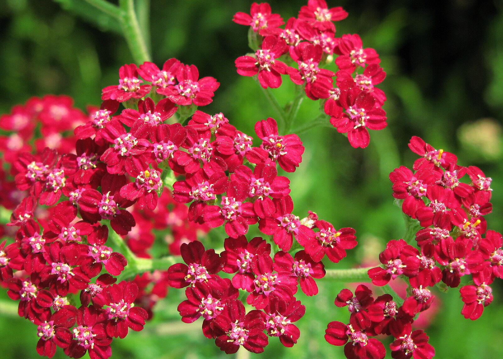 700 SEEDS – yarrow RED PERENNIAL – good for DRYING GroCo – BUY ANY 15-SHIPS FREE